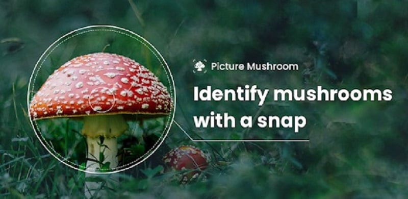 Nhận diện nấm với Picture Mushroom